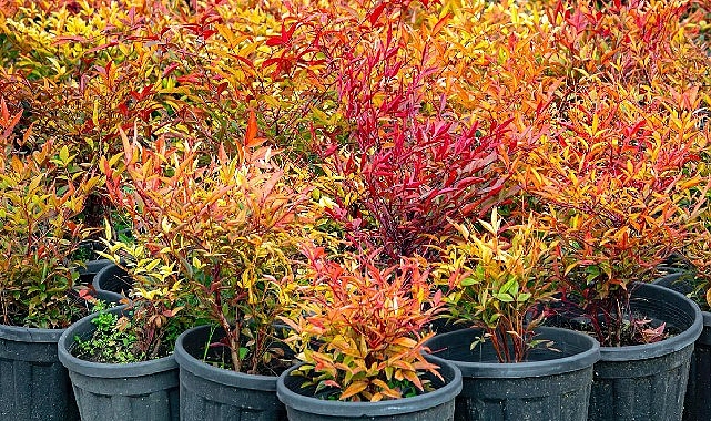 İzmir’in renkleri Büyükşehir fidanlıklarında filizleniyor