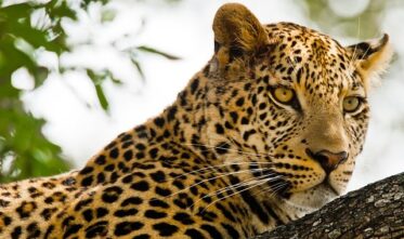 ‘Kalahari: Afrika’nın Gizli Çölü’,   19 Nisan Pazar 20.00’de   National Geographic WILD Ekranlarında İzleyicilerle Buluşuyor!